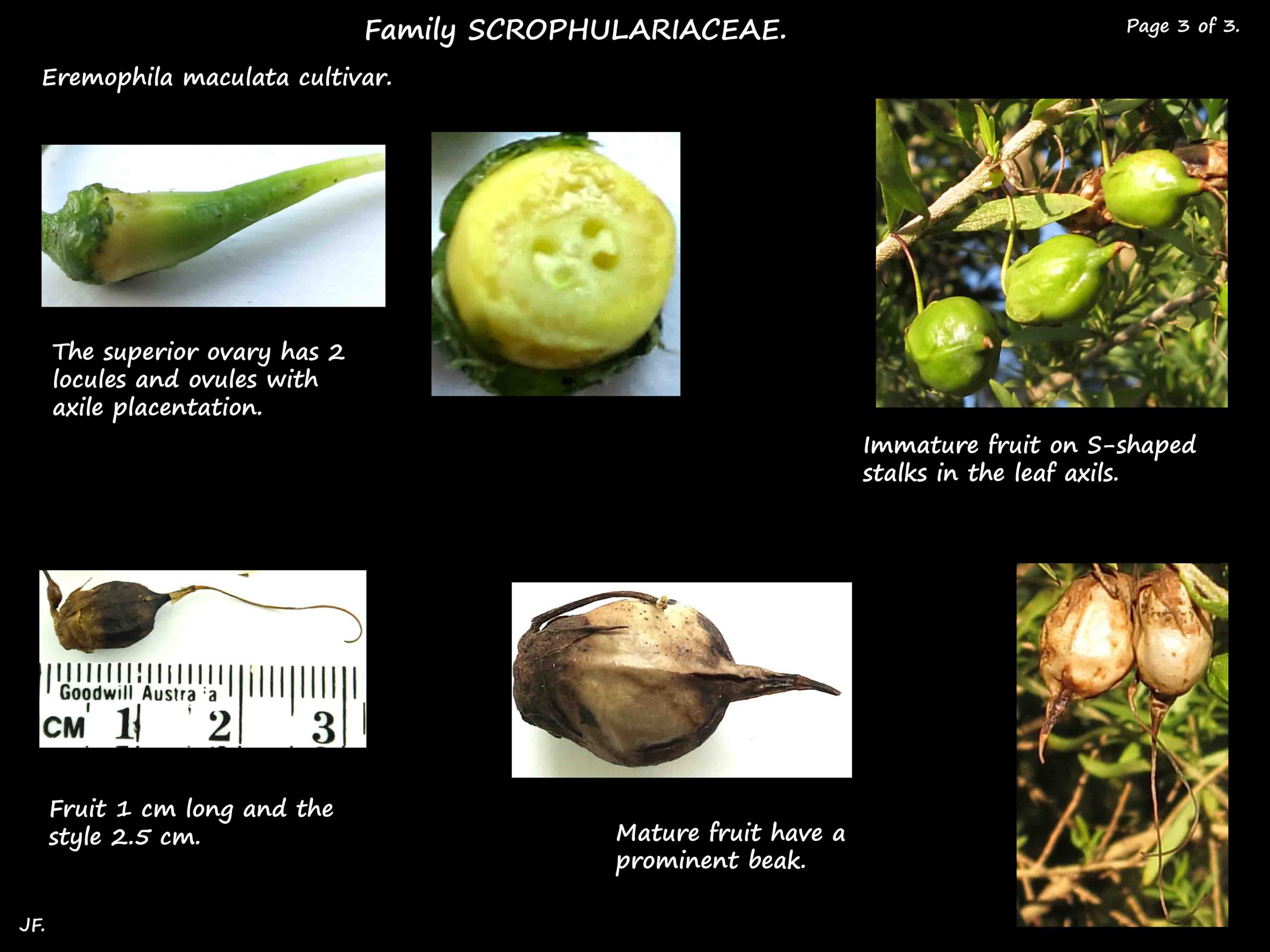 3 Eremophila maculata ovary & fruit